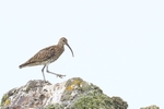 Curlew