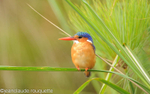Malachite Kingfisher.