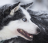 Huskies from the Dogsled team in Northern Finland