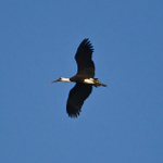 Woolly-necked Stork portfolio