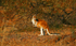 Red Kangaroo 1