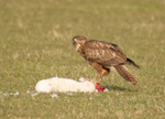 Buzzard - Buteo buteo