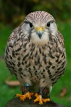 Kestrel Kee-kee
