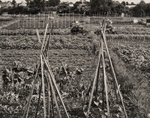 Allotments, Oxfordshire, #1, 1986