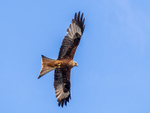 Red Kite