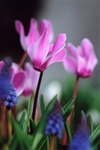 Cyclamen3