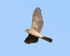 Sparrowhawk (female) in flight, Otmoor