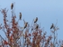 Waxwings