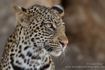 Young leopard portrait