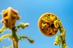 Fern-5713