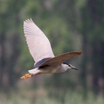 Night Heron