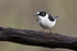 Collared Flycatcher  (m)