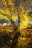 Autumn Glory