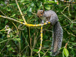Grey Squirrel