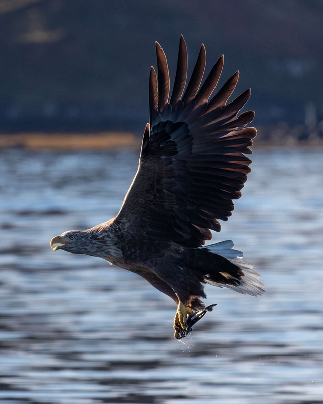 White Tailed Eagle - Isle of Mull - Scotland