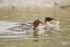Two Common Mergansers swimming, Silver Salmon Creek, Alaska