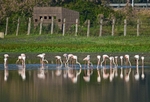 Greater Flamingos