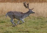 Fallow Deer