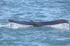 Whales