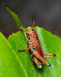 AnimalsCreatures _0092