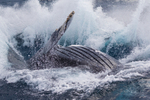 Forty Tonne Splash. 0A3A9234