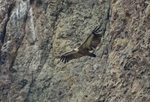 Griffon Vulture