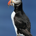 Puffin