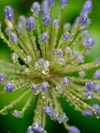 Macro Agapanthus After Rain 2022