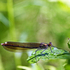Superb Jewelwing (female)