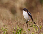 Common Fiscal perched on top of a bush