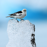Male Snow Bunting on ice block, Jokulsarlon, Iceland
