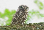 Little Owl