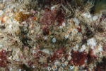 The Manacles Reef