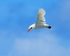 Red-tailed Tropicbird hovering, Kilauea Point, Kauai