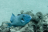 Blue Triggerfish