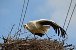 White Stork