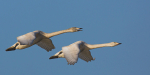 Bewick Swans