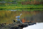 Grey Heron