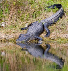 Aligators _0053