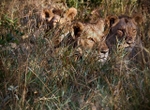 Cled Lewis - Lions - Kruger National Park with GX8 and 50-200mm Leica 