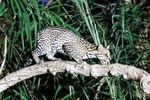Ocelot