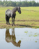 friesians 101-35
