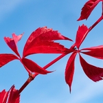 Autumn colour Virginia creeper (Parthenocissus quinquefolia)