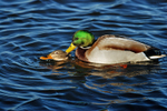 Mallards
