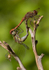 Common Darter Dragonfly,Coupled, Cheshire