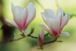 Magnolia Soulangeana-7