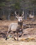 Young Stag