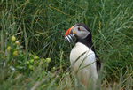 Puffin