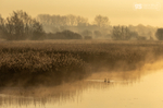 Misty morning, Avalon Marshes