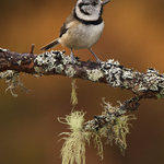 Crested Tit